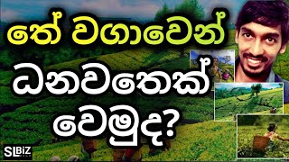 තේ වගාවෙන් ධනවත් වෙමු ද? | Business Ideas Sinhala | Tea Plantation Sri Lanka | SL BiZ