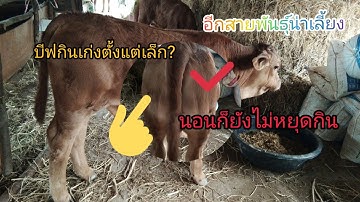ลูกผสมบีฟมาสเตอร์ อายุ2เดือนกินเก่งจริงๆ สายพันธุ์กำลังฮิต