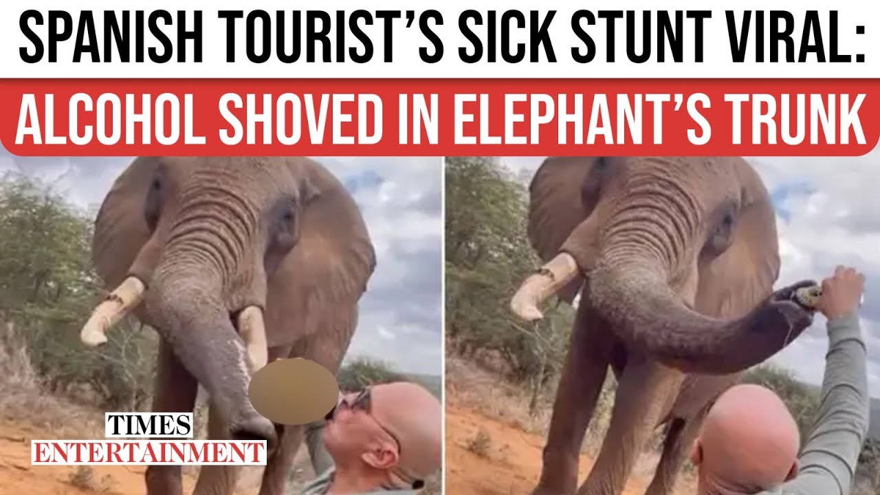 Spanish Tourist Caught Pouring BEER Into Elephant’s Trunk, Sparks