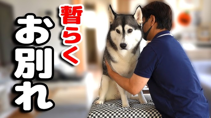 気分が乗らないと遠吠えしないハスキー犬がおもしろい Husky Puppy Youtube 気分が乗らないと遠吠えしないハスキー犬がおもしろい Husky Puppy Youtube