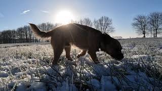 Border Terrier WOODY 's winterwandeling