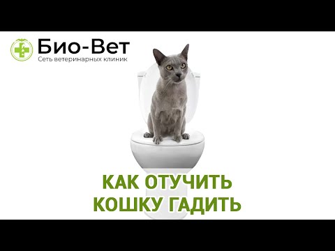 Как Отучить Кошку Гадить 😼 // Сеть Ветклиник Био-Вет