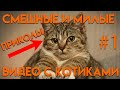 ЛУЧШИЕ ПРИКОЛЫ С КОТАМИ СМЕШНЫЕ И МИЛЫЕ ВИДЕО С КОТАМИ ПОДБОРКА СЕНТЯБРЬ 2020