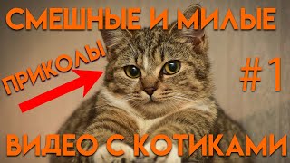 ЛУЧШИЕ ПРИКОЛЫ С КОТАМИ СМЕШНЫЕ И МИЛЫЕ ВИДЕО С КОТАМИ ПОДБОРКА СЕНТЯБРЬ 2020