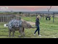 Zindoga Steals Baby Elephant Khanyisa’s Zebra Blanket and Runs Off