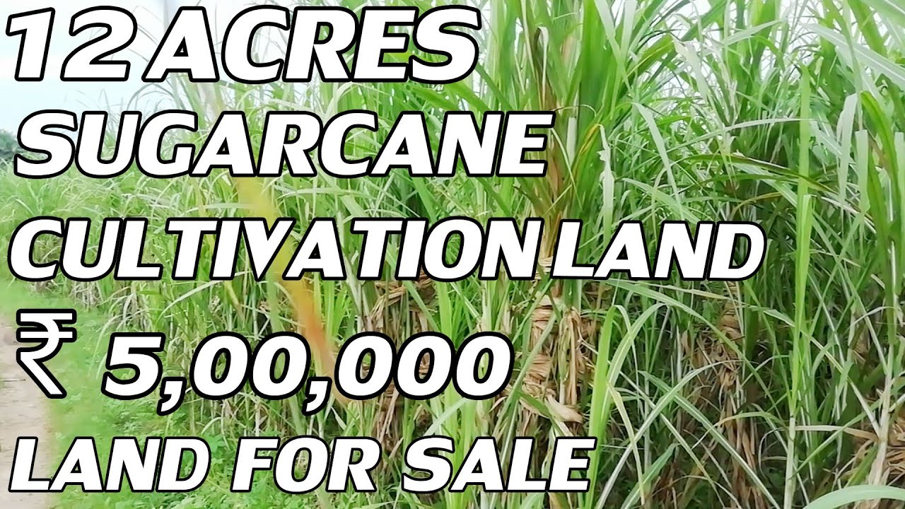 12 ACRES SUGARCANE CULTIVATION LAND FOR SALE COST PER ACRE IS ₹ 5,00,000 / LAKHS PROPERTY