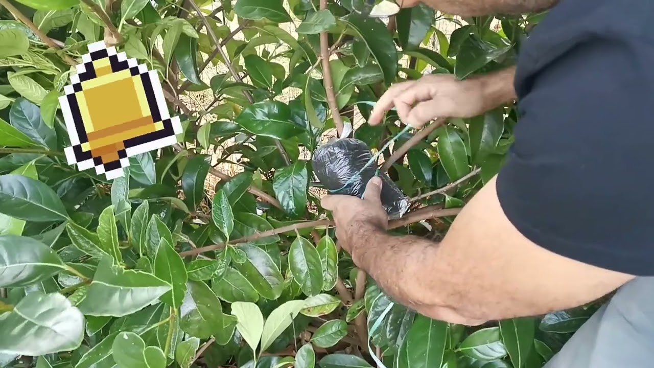 Come moltiplicare il lauroceraso tramite margotta parte1