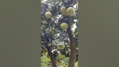 Bưởi Cảnh Tết. Bưởi này có đẹp không? Bưởi cảnh tết gần 100% quả thật, ít ghép. 0911451210