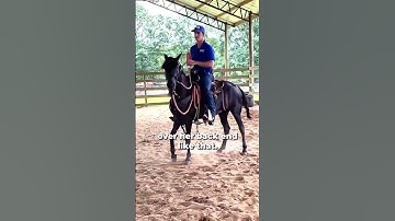 Working With A Spooky & Reactive Paso Fino! Part 7 | The Horse Guru - Michael Gascon