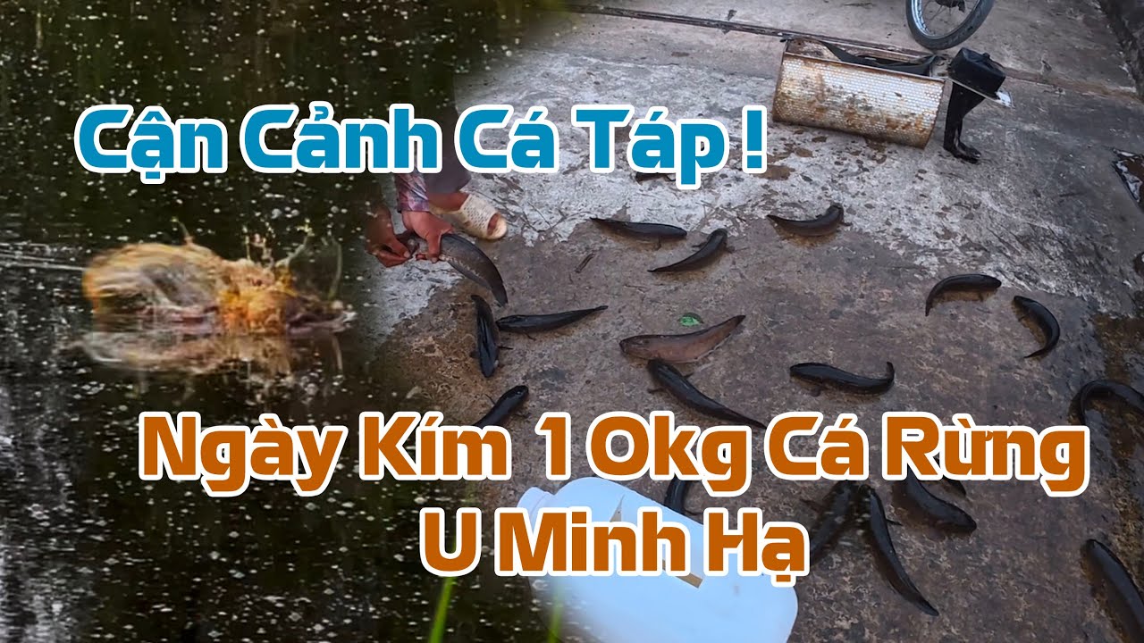 Câu Cá Lóc Rừng U Minh Hạ | Tập 1 | Cá Rừng Nhiều Khủng Khiếp !