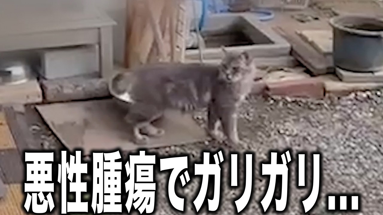 【重大】悪性腫瘍…？ボロボロな状態で道を漂っているニャンコを緊急保護！
