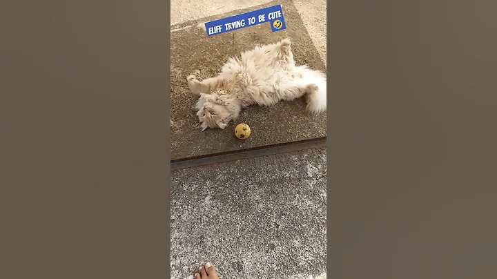 Video 3816791: british long hair cat, doll face persian cat, persian cat facts, punch face persian, persian male, female persian, cute cat, cutecat