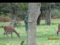 cerfs et biches Chambord 41   2010-12-30.wmv