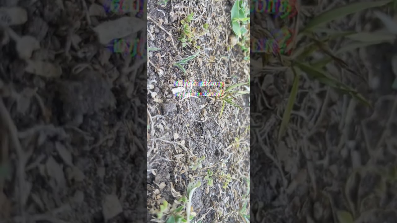 motivational songs...Ant life is short