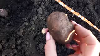 Этот способ посадки картофеля увеличит урожай!