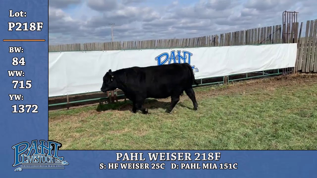 P218F -PAHL 2019.mp4 - YouTube