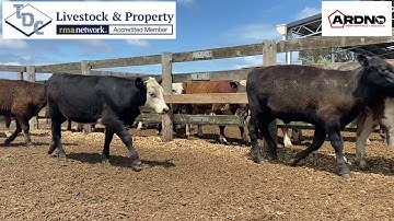 31 Ardno Strs Hfd:Hfdx ?   HD 720p   HD 720p