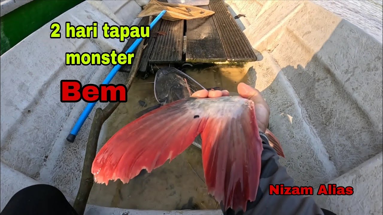 DUA HARI TAPAU MONSTER BEM DENGAN BAUNG KUNING