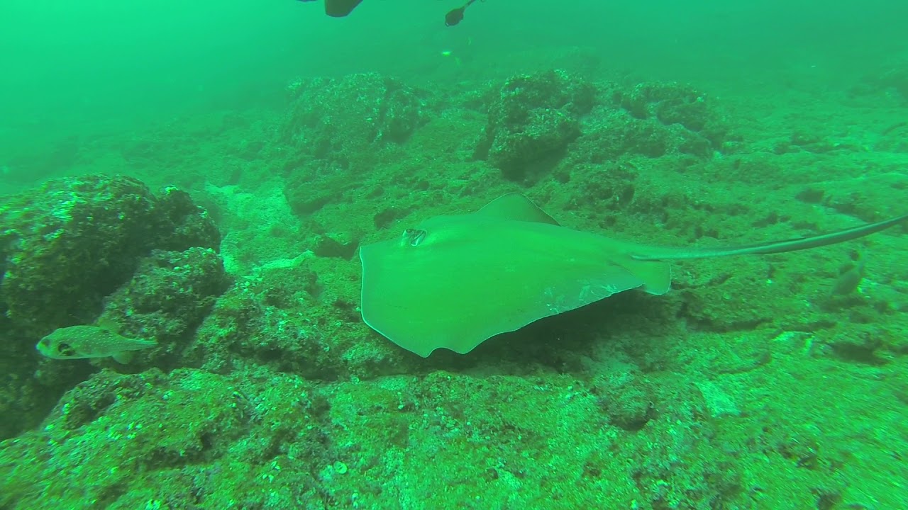 Large Sting Ray off of Catalinas Island Costa Rica - YouTube