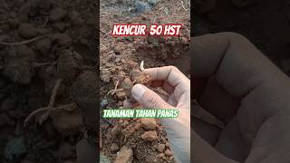 Download Lagu Tanam kencur dimusim kemarau MP3