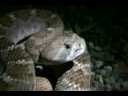 adventures of aladdin Field Herping SE Arizona