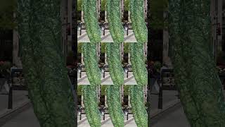 Chamberlain Exhibit Fritzolic, Ny. Spring 2025.