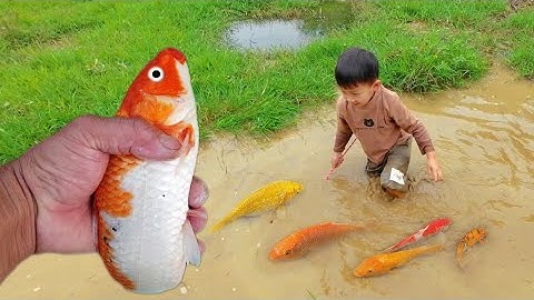 Em ổi tìm bắt con cá vàng ở vũng nước bỏ hoang #cávàng #fishing #bắtcávàng #concá #tìmbắtcávàng