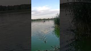 Нічна фідерна рибалка на Дніпрі: біла риба клює до ранку! #рибалка #фідер #карась #дніпро #ночівля