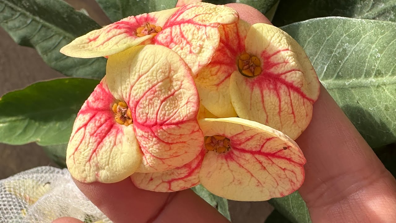 Посадка черенков и семян запланирована на февраль 2026 года.