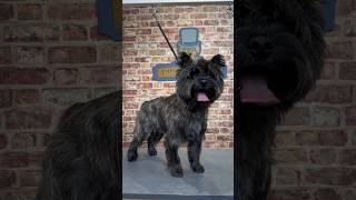 Doggy Daily Episode 171: Glen the Cairn Terrier  #cairnterrier #doggrooming