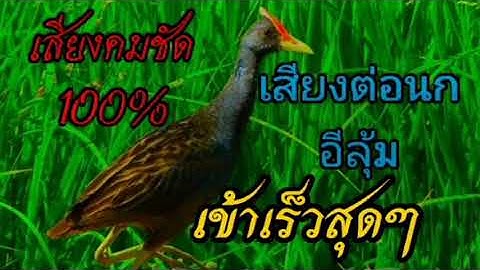 เสียงนกอีลุ้มต่อเข้าเร็วเสียงคมชัดไม่มีเสียงรบกวนหมานๆ