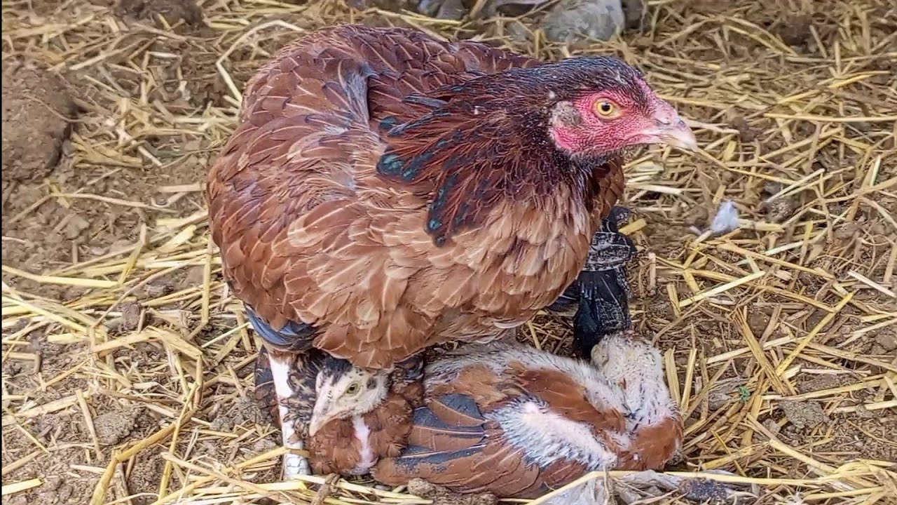 Chicken feeding relaxing video