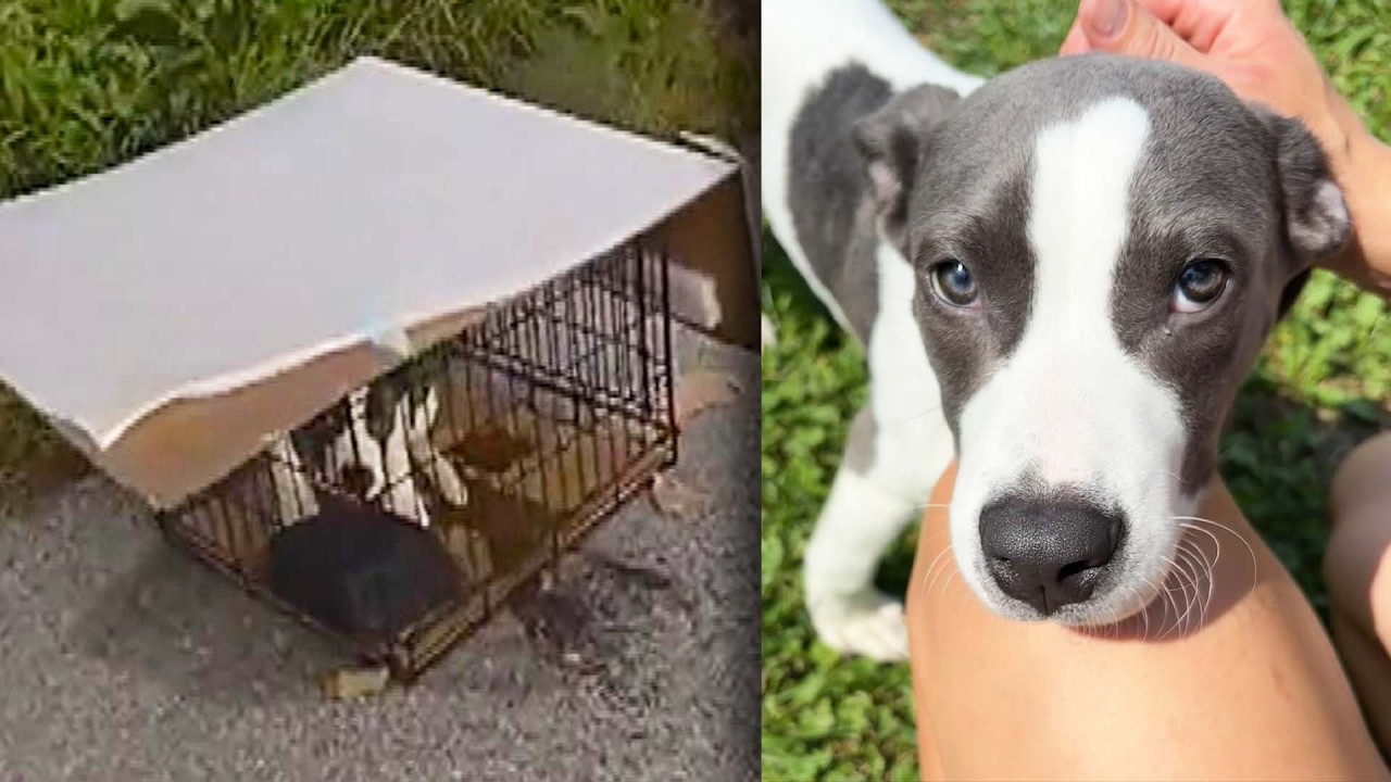 Dog Found By Trooper On Ohio Highway Has New Home With Another Cop