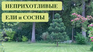 ЕЛИ И СОСНЫ ДЛЯ ПОДМОСКОВЬЯ И СРЕДНЕЙ ПОЛОСЫ РОССИИ. Spruce and pine trees in landscape design.