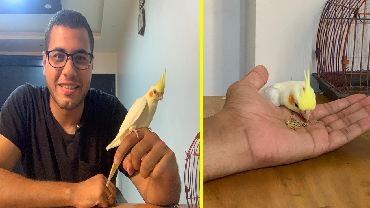 شوف عملت ايه علشان ادرب ببغاء الكوكتيل ( الكروان) بسرعة و شوف بقي يلعب معايا ازاي _مش هتصدق اللي حصل