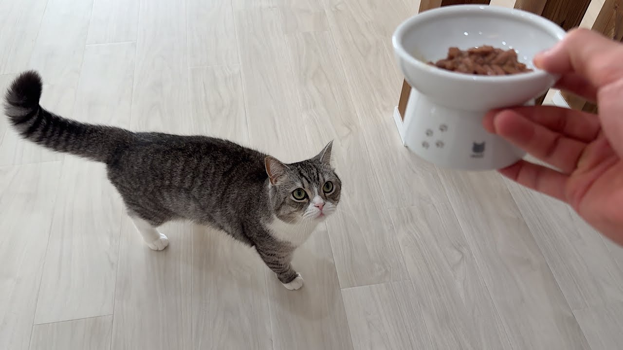 食へのこだわりが強すぎる猫に新しいウエットフードを買ってきたら反応