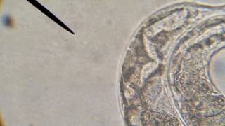 Rol-6 C. elegans HS CB EW SR