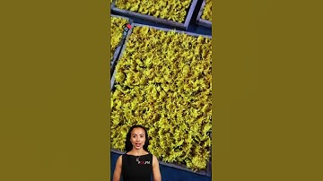 #fcnfm The Future of Food Processing is Here: Introducing Our Advanced Drying Room Technology for Ma