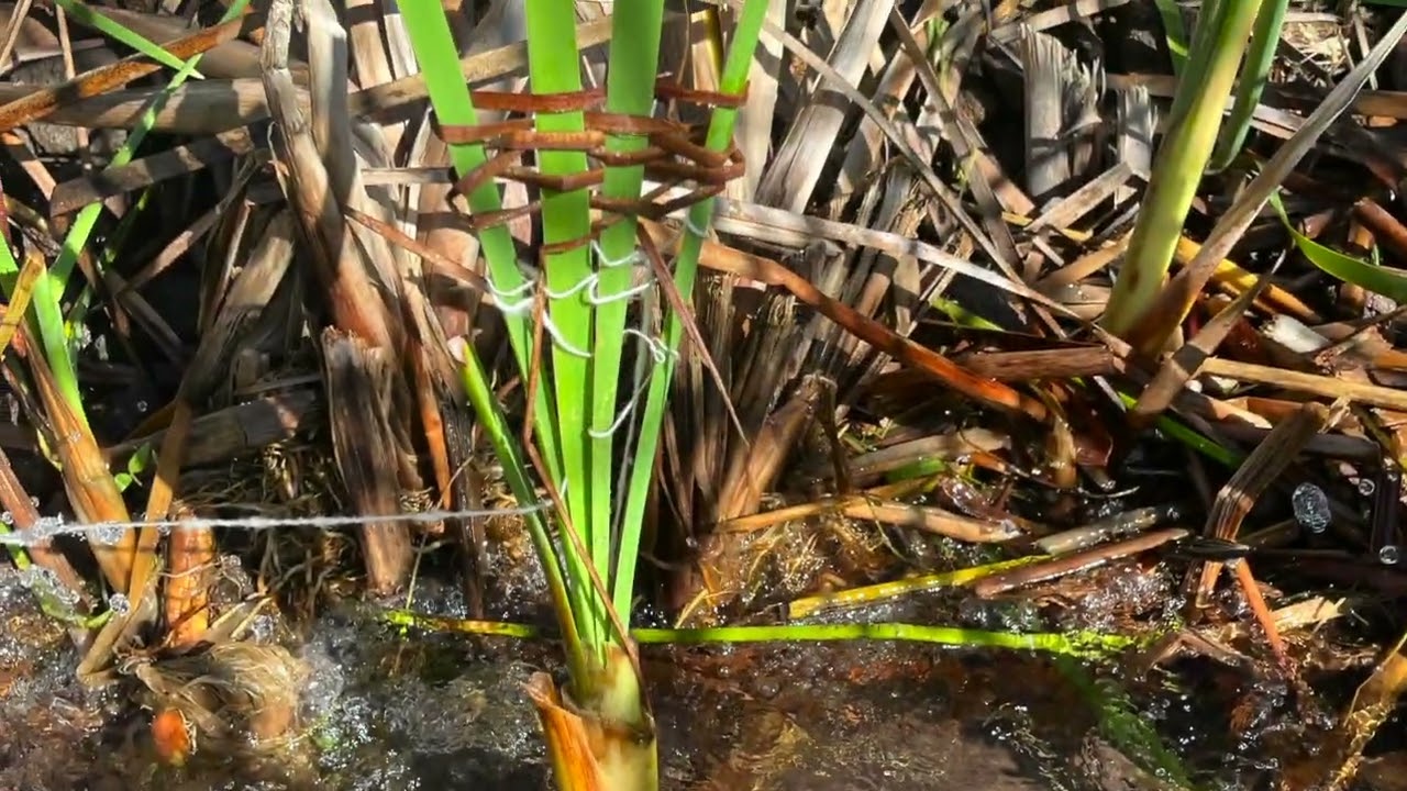Cotton Weaving with Lake Atitlan 1