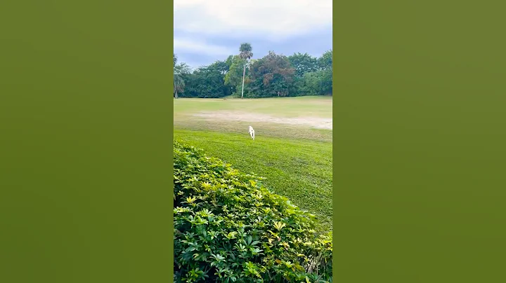 #dalmatian Scares Off #coyote #guarddog 🐺