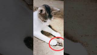 Cat And Rat Very Funny Video #Short