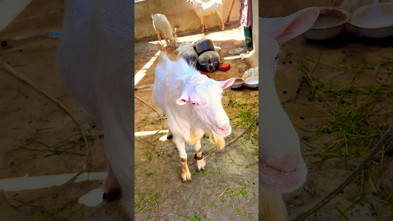 Teddy bakra | teddy goat farm 