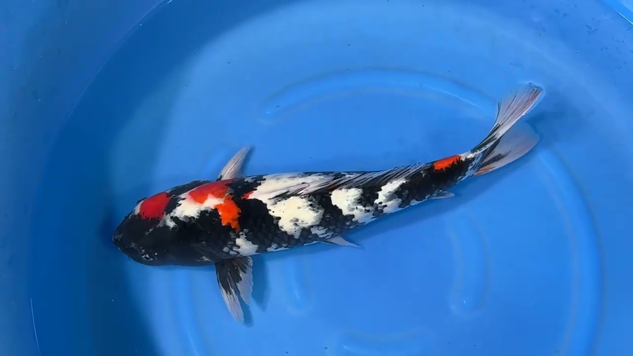 Showa - koi #y0506s020 - Dainichi Koi Farm