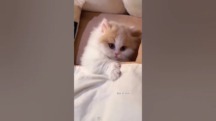 Watch the video about #cat #catlover #pets #kitten #cute #cutecat #krabitown #kucinganggoralucudanimut #funny #cover