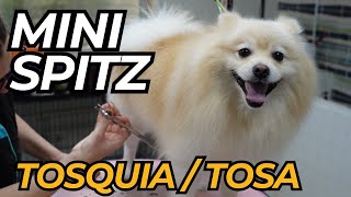 Dicas essenciais para banho e tosa tesoura do Spitz Alemão by Pet's com Pinta 679 views 2 months ago 2 minutes, 51 seconds