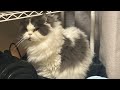 猫の最期を看取る時。人と猫の価値観が違うことを改めて感じさせられた