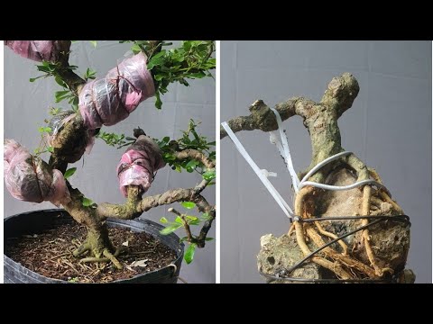Video Cách làm cây ôm đá.và 1 cây thành nhiều cây chia sẻ bà... - youtube