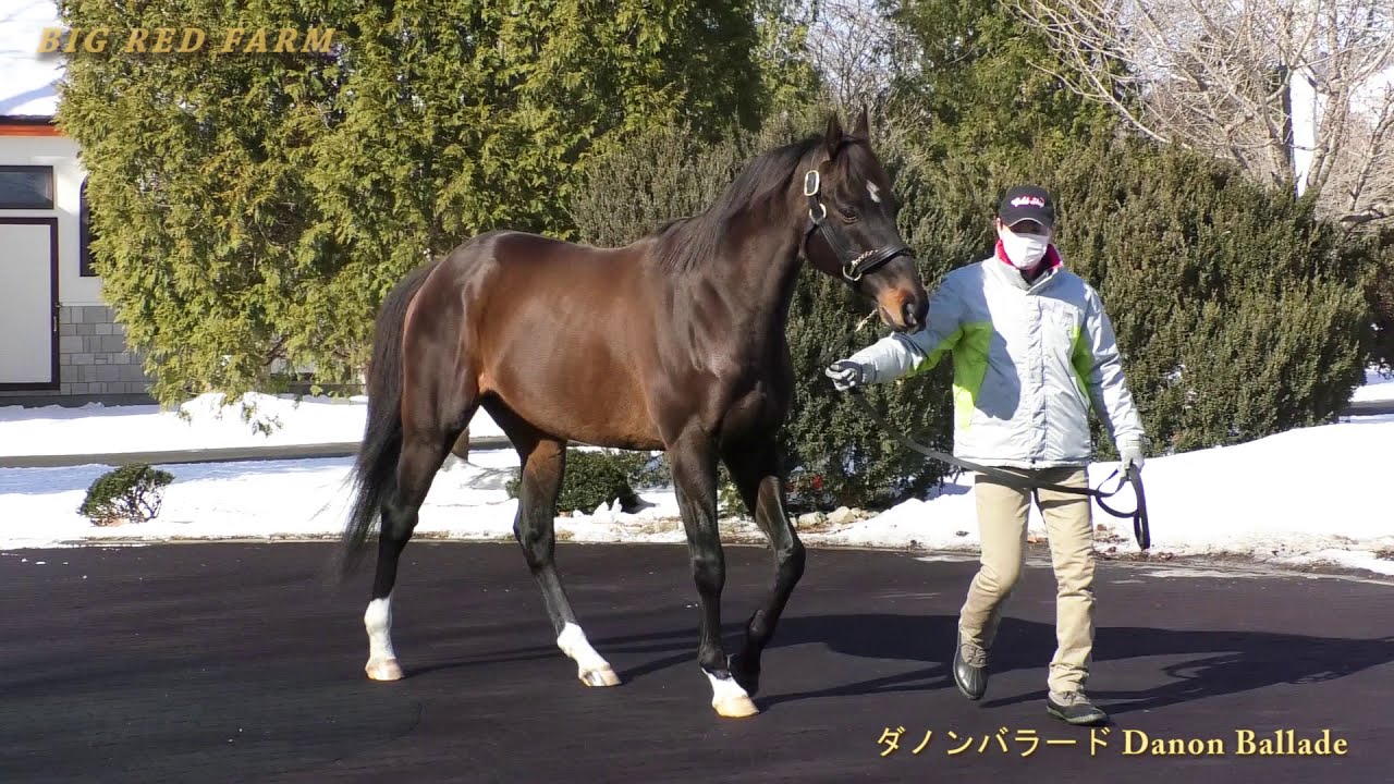 ダノンバラード(Danon Ballade) - ビッグレッドファーム種牡馬展示会 