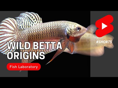 Video: Ikan Beta atau Betta dan Bambu Hidup Bersama