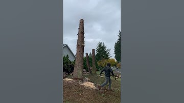 #shorts Precise Tree falling #husqvarna #stihl #chainsawman #tiktok #arborist